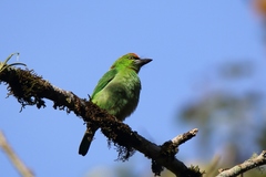 Psilopogon armillaris