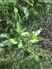 Rumex altissimus
