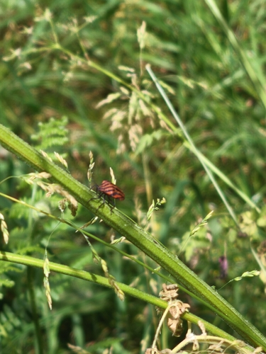 Continental Striped Shield Bug