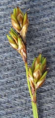 Carex loliacea