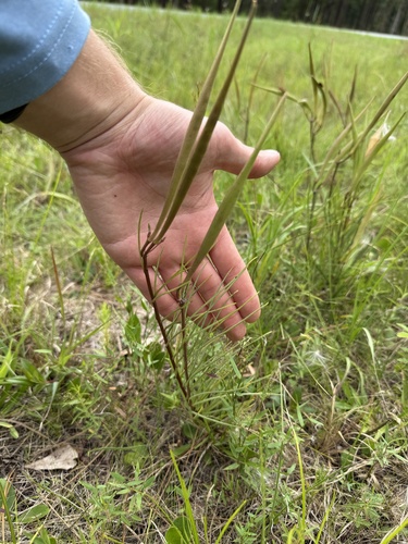 Michaux's milkweed