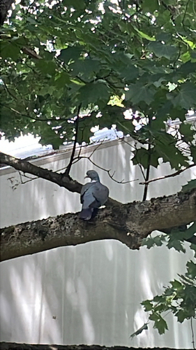 Common Wood-Pigeon