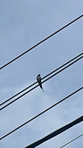 Barn Swallow
