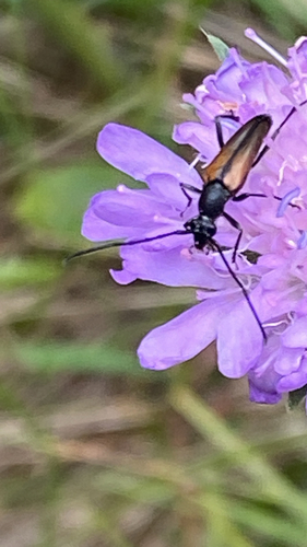 Black-striped Longhorn Beetle