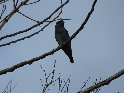 Eurystomus orientalis