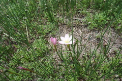 Zephyranthes fosteri