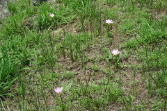 Zephyranthes fosteri
