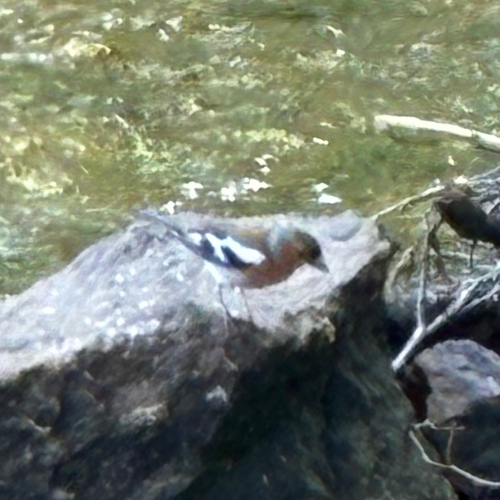 Common Chaffinch