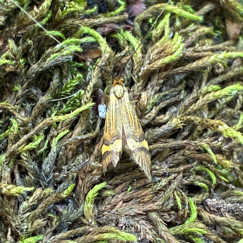 Yellow-barred Longhorn