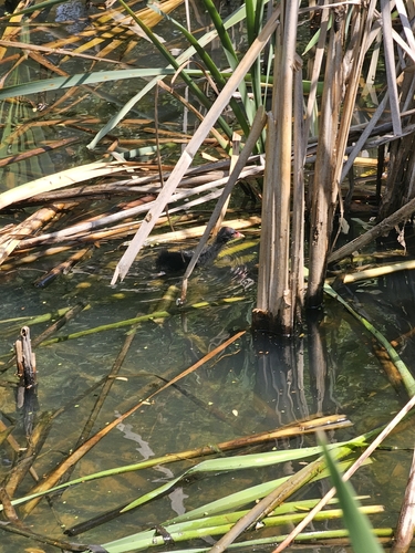 Common Moorhen