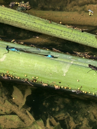 Blue-tailed Damselfly