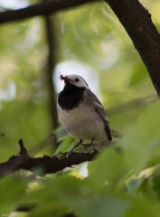 Motacilla alba