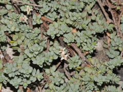 Pimelea prostrata