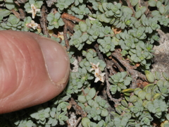 Pimelea prostrata