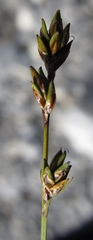 Carex loliacea