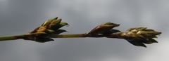 Carex loliacea