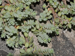 Pimelea prostrata