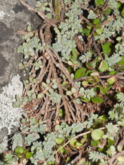Pimelea prostrata