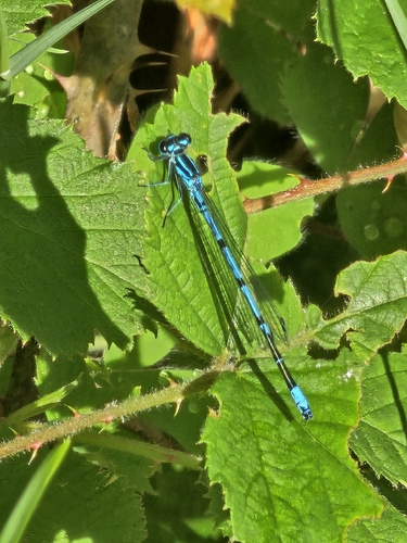Azure Damselfly