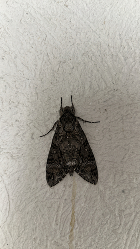 Pink-spotted Hawkmoth