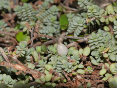 Pimelea prostrata