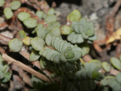 Pimelea prostrata