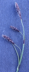 Carex microchaeta