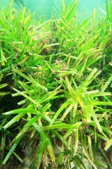 Amphibolis griffithii