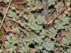 Pimelea prostrata