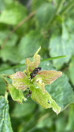 Closterotomus biclavatus
