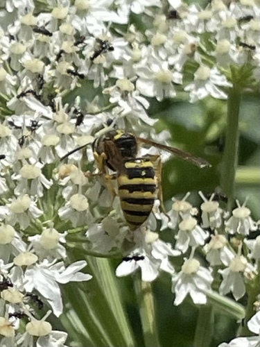 Tree Wasp