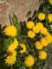 Taraxacum officinale