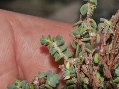 Pimelea prostrata