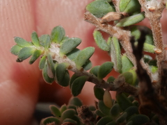 Pimelea prostrata