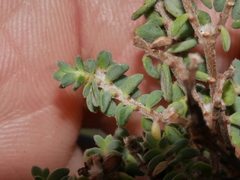 Pimelea prostrata