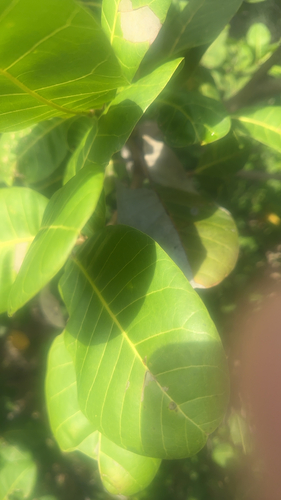 cashew