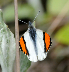 Anthocharis sara sara