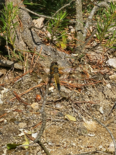 Four-spotted Skimmer