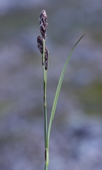 Carex microchaeta