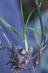 Carex microchaeta