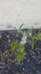 Cryptantha