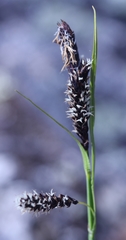 Carex microchaeta