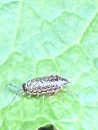 Common Striped Woodlouse