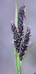 Carex microchaeta