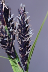Carex microchaeta