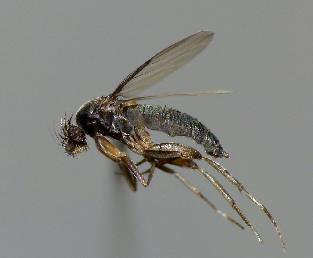 Hump-backed fly