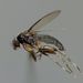 Megaselia rufipes - Photo (c) Steve Kerr, μερικά δικαιώματα διατηρούνται (CC BY), uploaded by Steve Kerr
