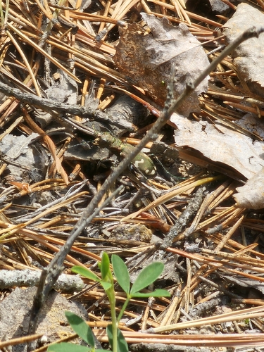Cicindela sylvicola