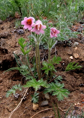 Pulsatilla ambigua