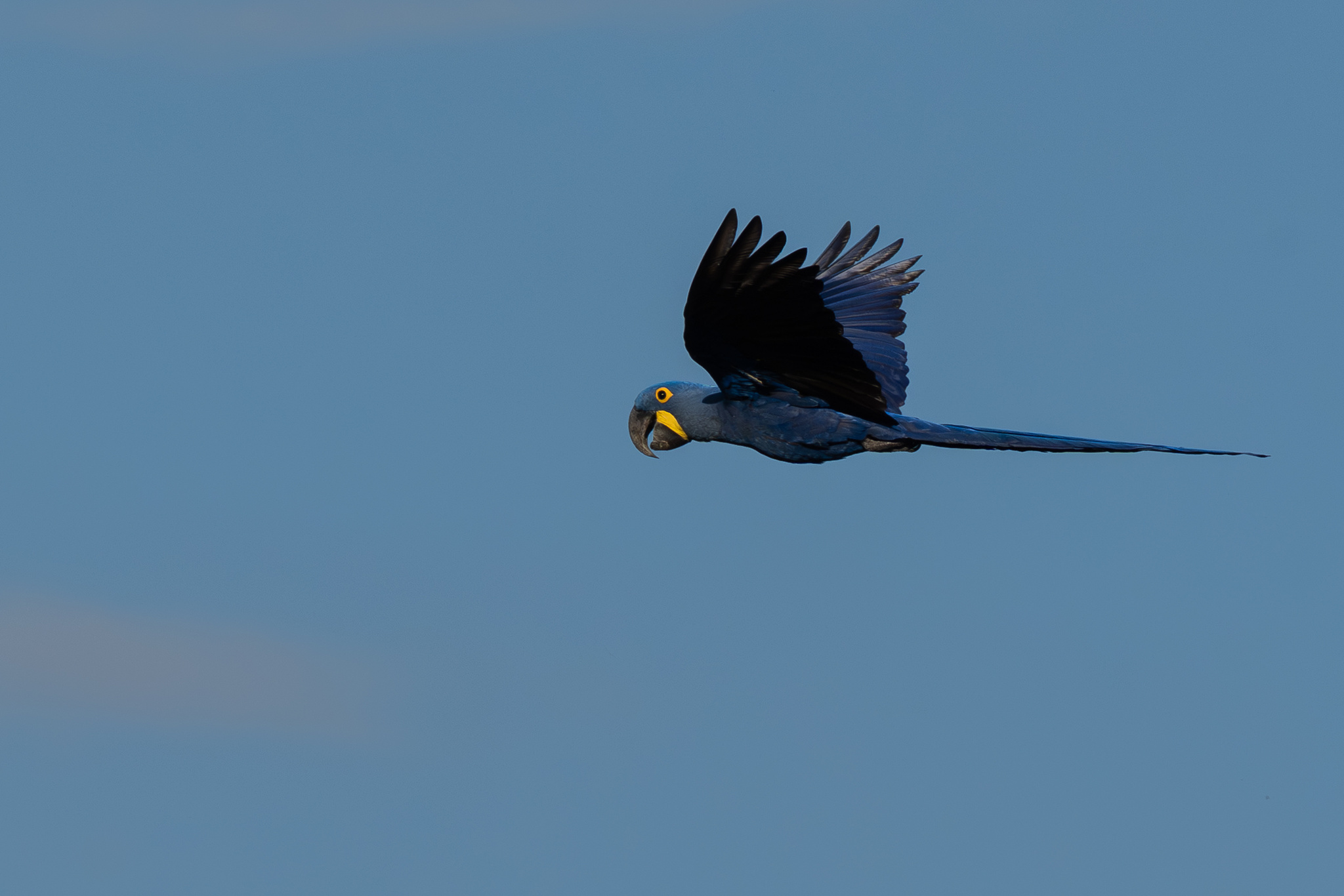 Hyacinth Macaw (Anodorhynchus hyacinthinus), photo 3
